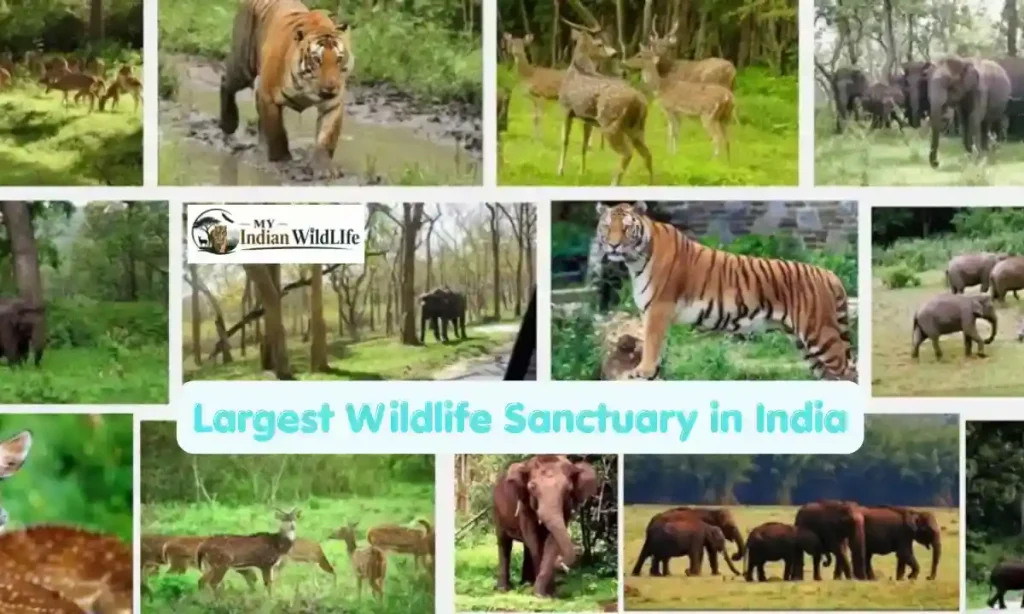 Largest Wildlife Sanctuary in India