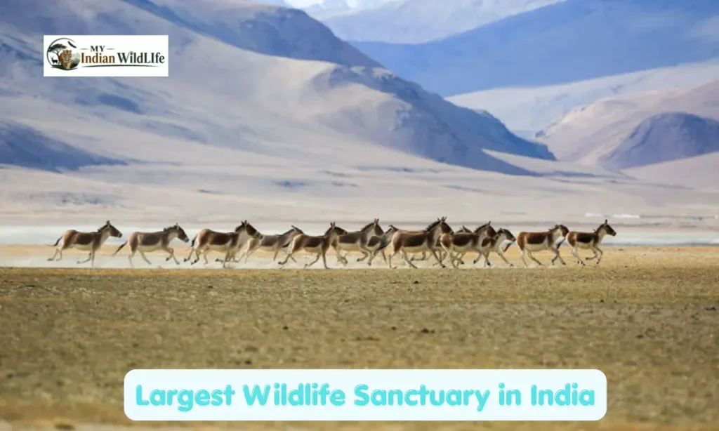 Largest Wildlife Sanctuary in India