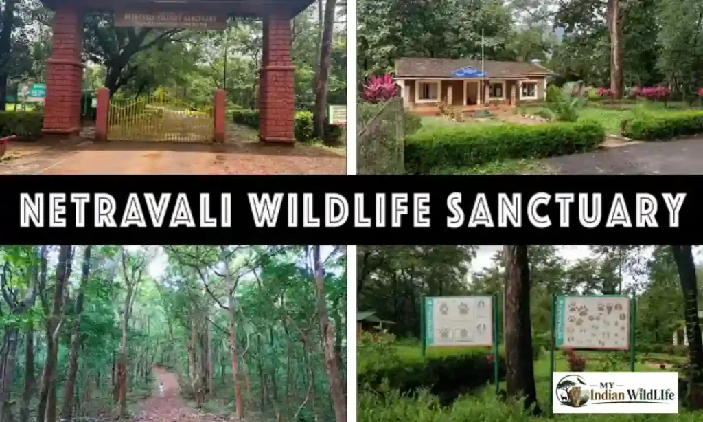 Netravali Wildlife Sanctuary