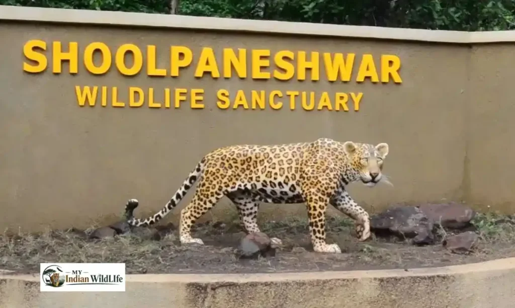 Shoolpaneshwar Wildlife Sanctuary