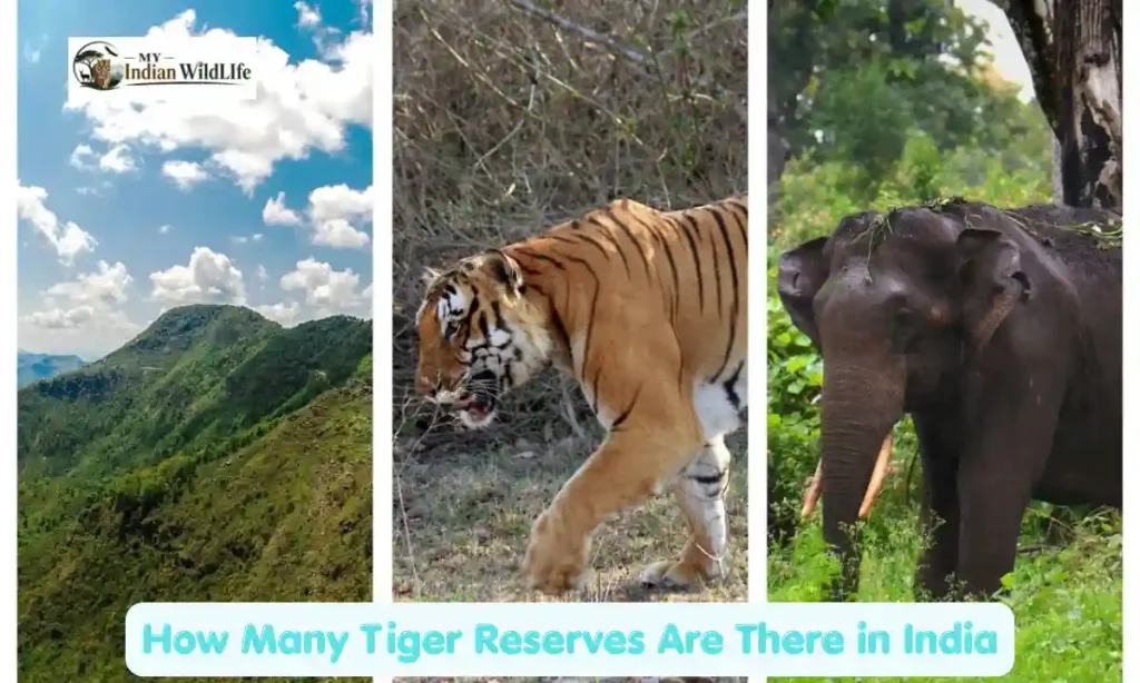 How Many Tiger Reserves Are There in India