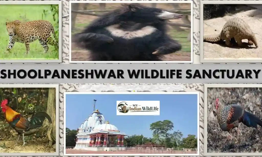 shoolpaneshwar wildlife sanctuary