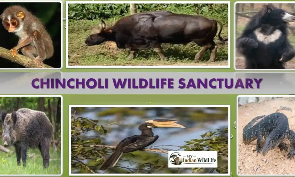 Chincholi Wildlife Sanctuary
