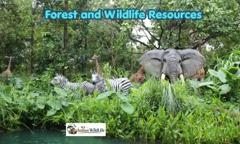 Forest and Wildlife Resources