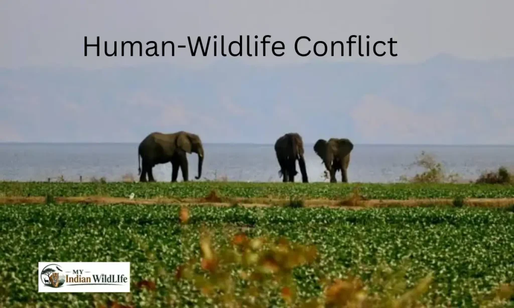 Human-Wildlife Conflict