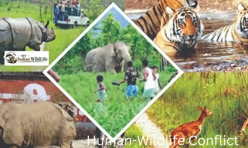 Human-Wildlife Conflict