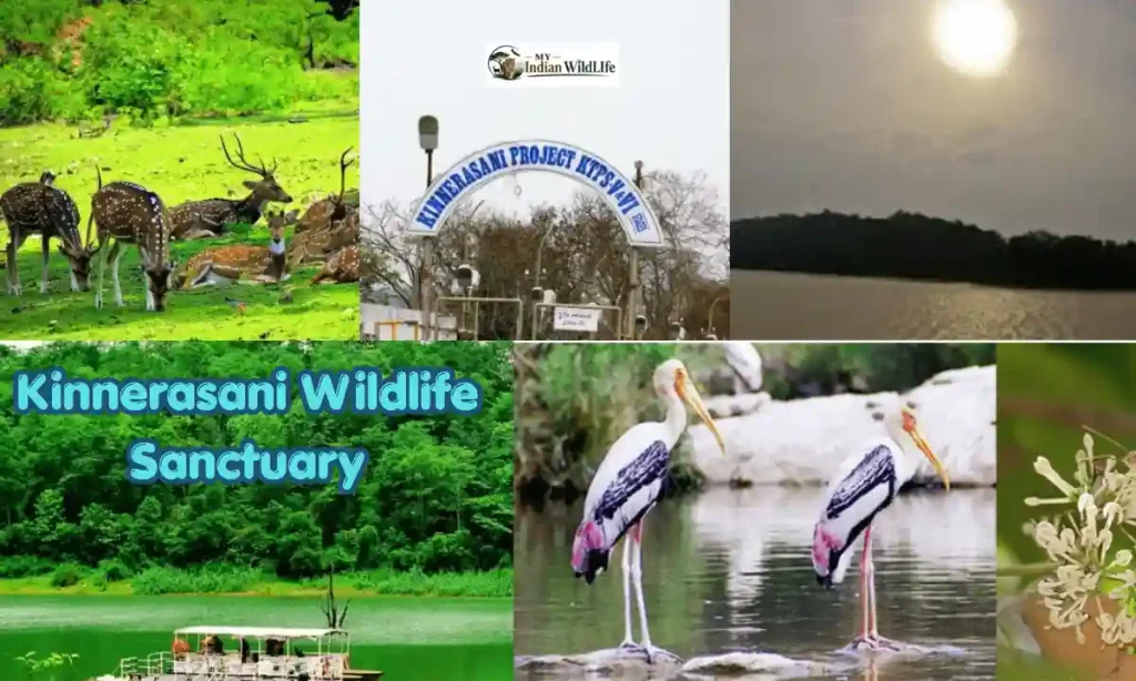 Kinnerasani Wildlife Sanctuary