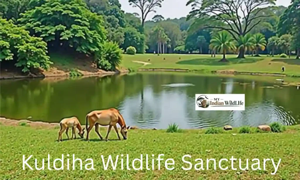 Kuldiha Wildlife Sanctuary