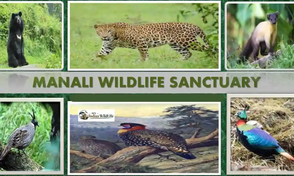 Manali Wildlife Sanctuary