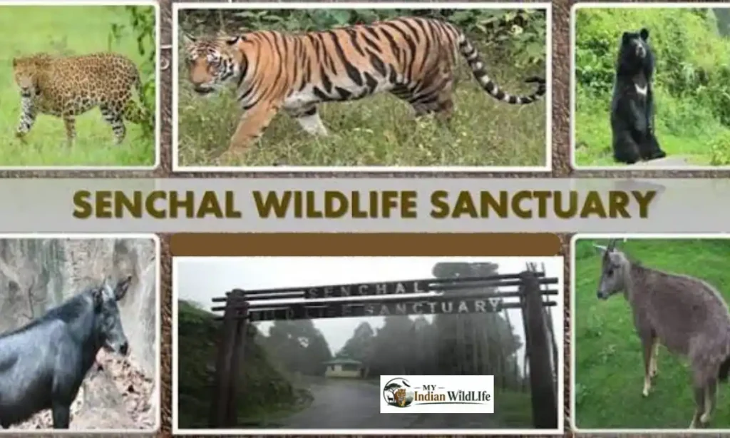 Senchal Wildlife Sanctuary