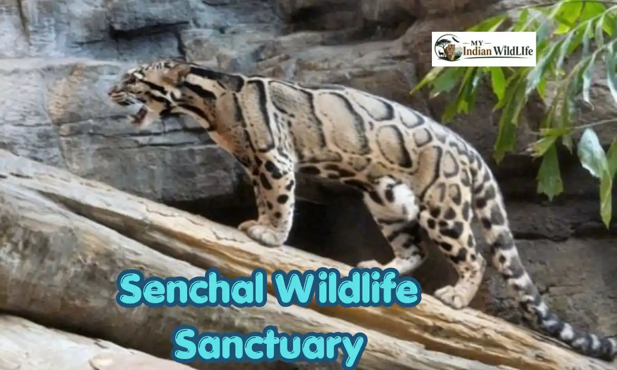 Senchal Wildlife Sanctuary