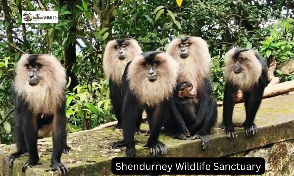 Shendurney Wildlife Sanctuary