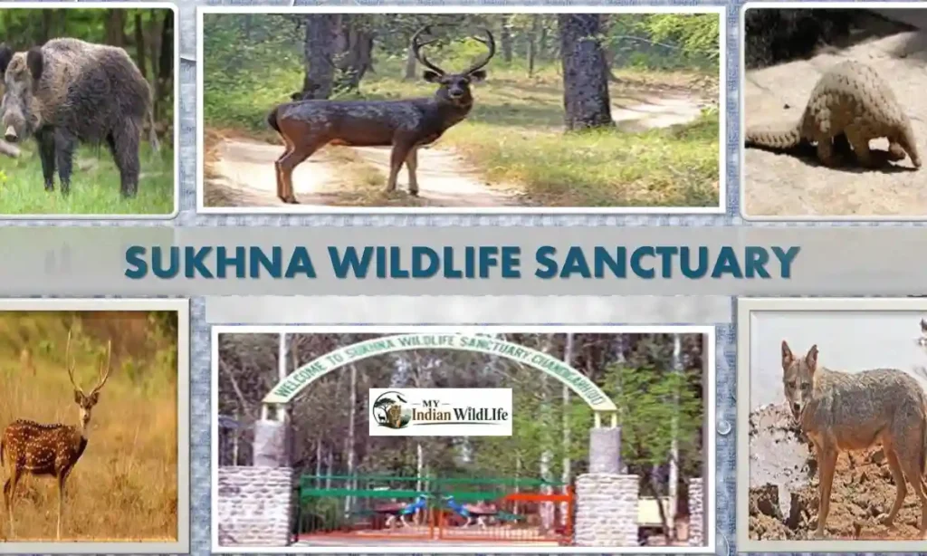 Sukhna Wildlife Sanctuary