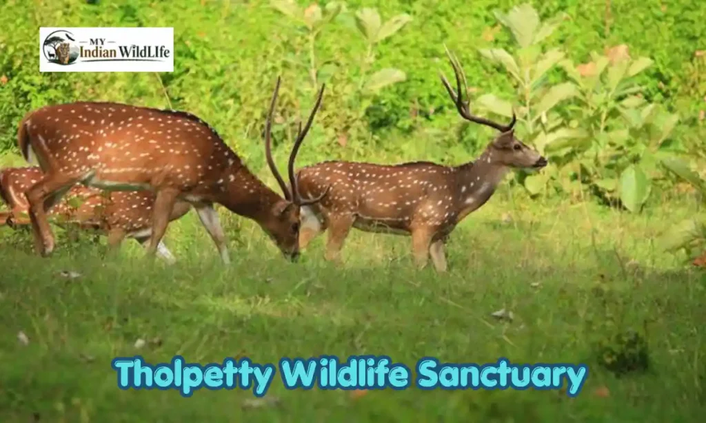Tholpetty Wildlife Sanctuary