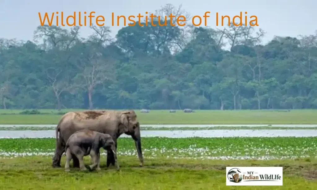 Wildlife Institute of India