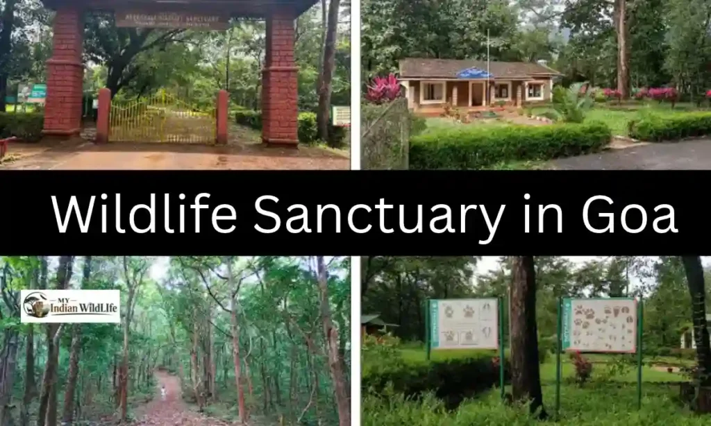 Wildlife Sanctuary in Goa