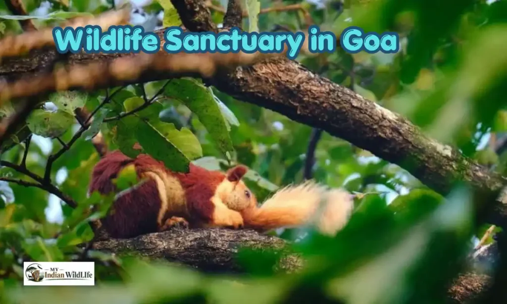 Wildlife Sanctuary in Goa 