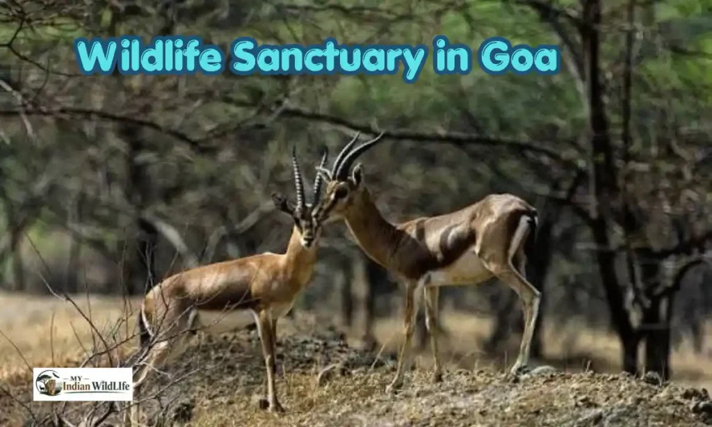 Wildlife Sanctuary in Goa