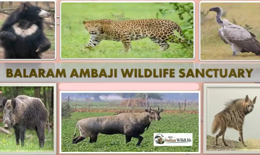 Balaram Ambaji Wildlife Sanctuary