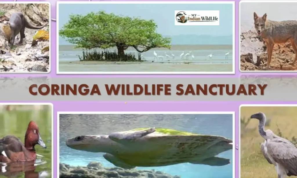 Coringa Wildlife Sanctuary