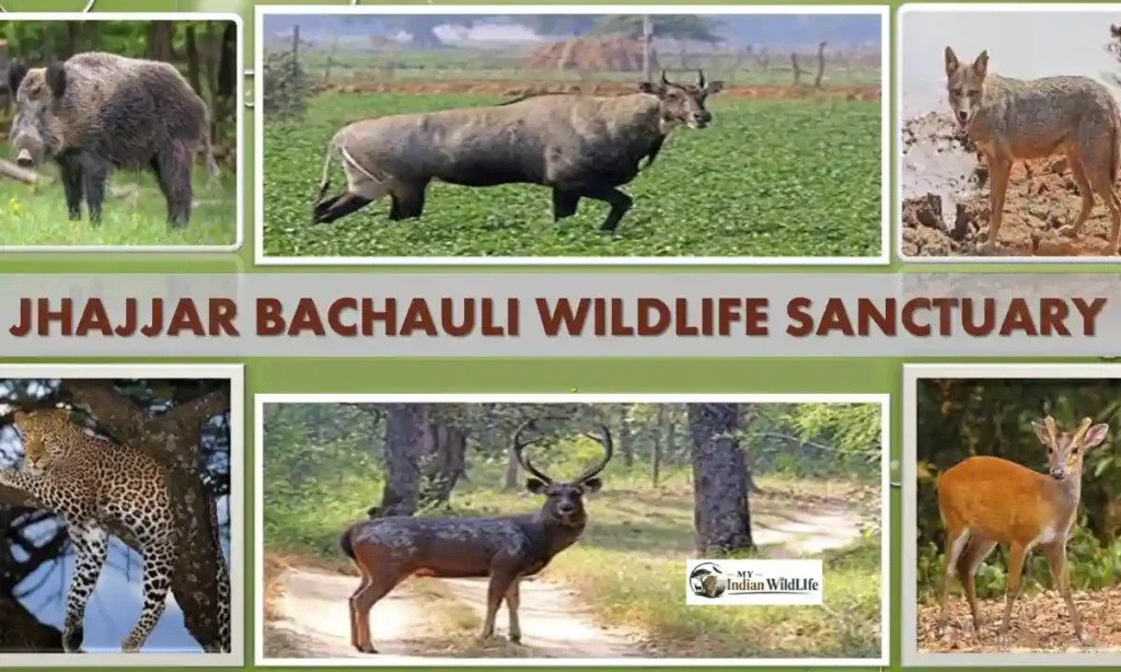 Jhajjar Bachauli Wildlife Sanctuary