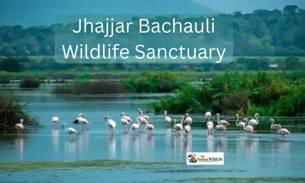 Jhajjar Bachauli Wildlife Sanctuary