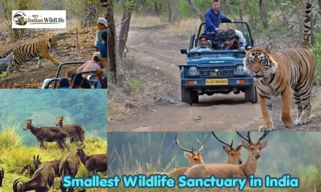 Smallest Wildlife Sanctuary in India